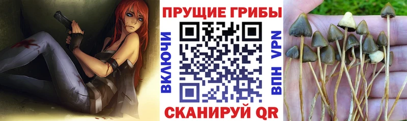 Галлюциногенные грибы мухоморы закладка Каргат